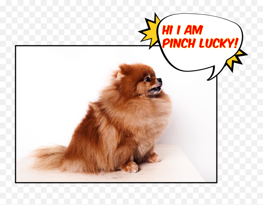 Pinch Lucky - Northern Breed Group Png,Pomeranian Png