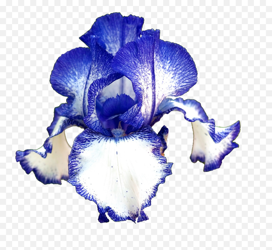 Transparent - Flowers German Iris Iris Germanica Blue Iris Flower Transparent Background Png,Iris Flower Png