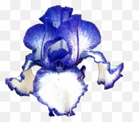 Transparent - flowers German Iris germanica Blue Flower Transparent Background png
