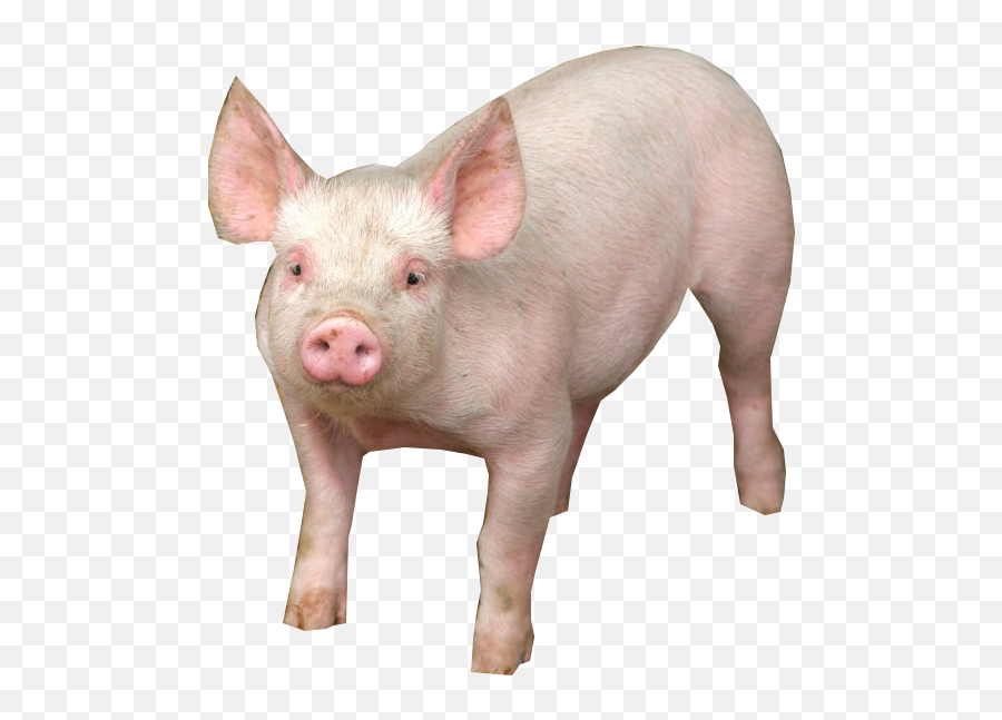 Pig Psd Official Psds - Pigs With No Background Png,Pig Emoji Png