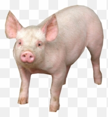 Pig Psd Official Psds - Pigs With No Background Png,Pig Emoji Png