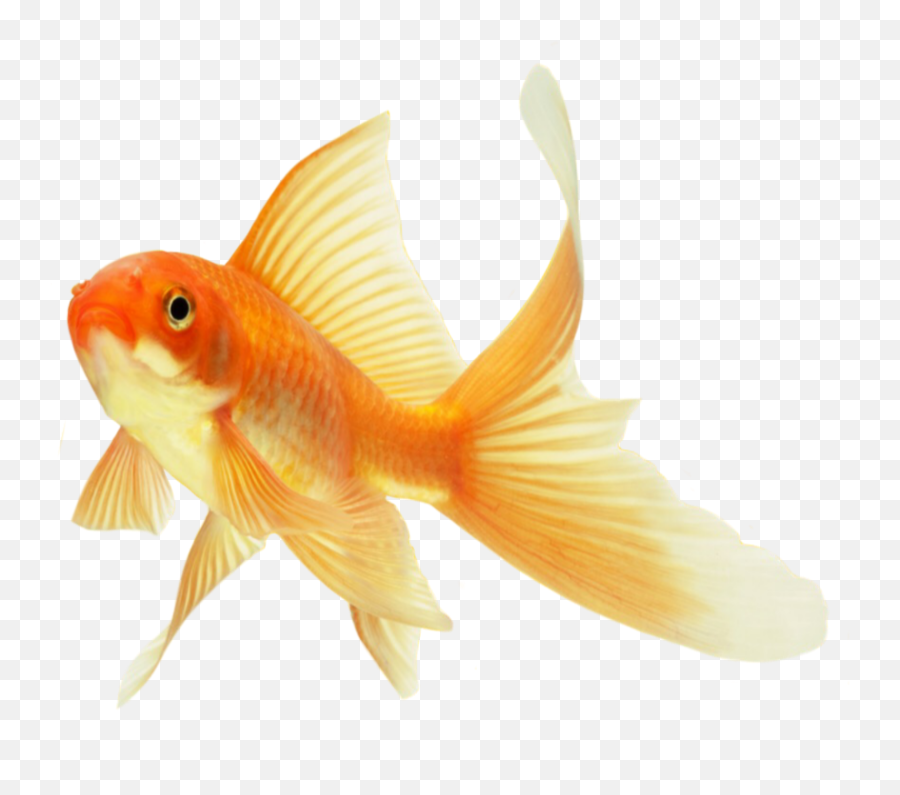 Goldfish Fish Gold Png Transparent