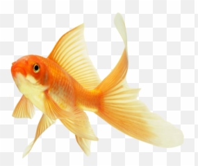 Goldfish Fish Png
