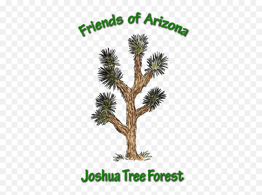 Home - Friends Of Arizona Joshua Tree Forest Sabal Palm Png,Joshua Tree Png