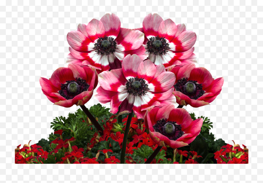Download Poppies Poppy Mohngewaechs - Flower Png,Poppies Png