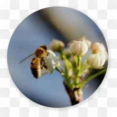 Climate Change - Plainfield Public Library Png,Bumblebee Icon