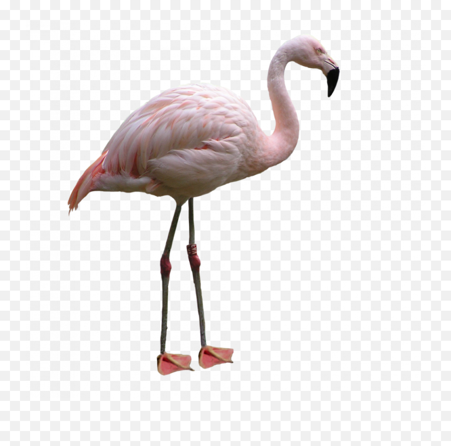 Flamingo Png File - Free Flamingo Png,Flamingo Icon