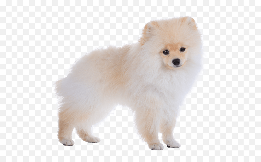 Pomeranian Dog Png 1 Image - White Pomeranian Dog Png,Dog Png Transparent