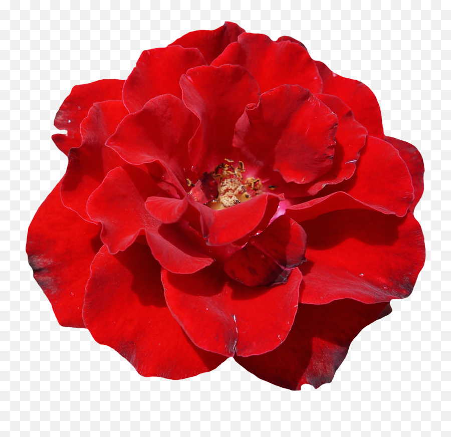 Download Rose Flower Png Image For Free - Real Red Flower Png,Red Rose Transparent