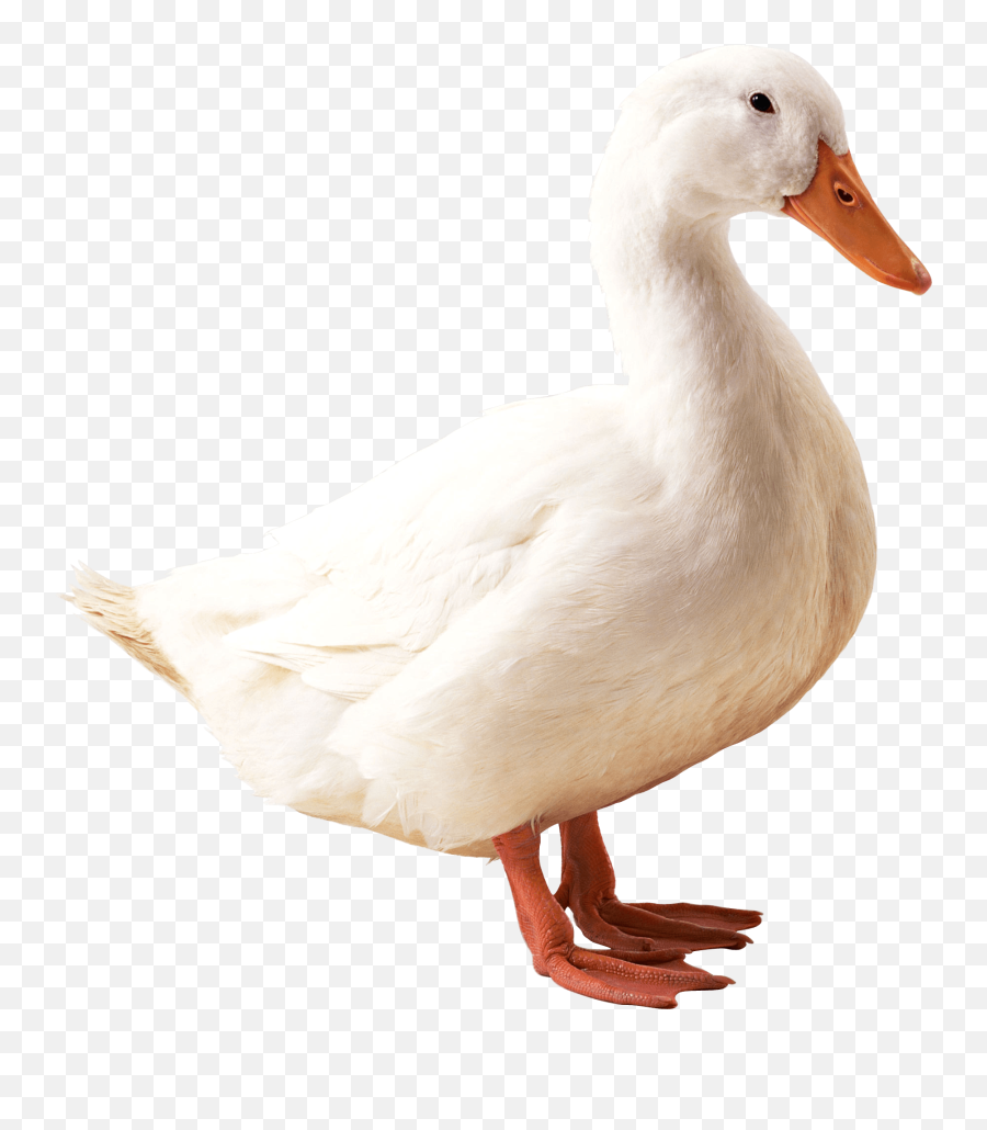 Duck Png Photos - Duck Png,Duck Png