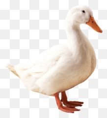 Duck Png Photos - Duck Png,Duck Png
