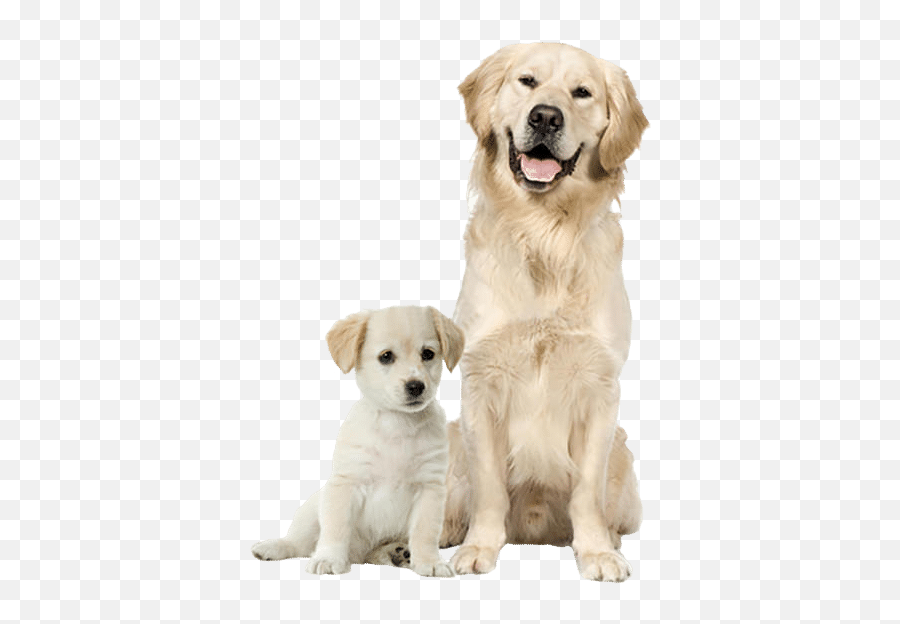 Pet Food Supply Store - Top Dogs Pet Boutique In Kennesaw Labrador Og Golden Retriever Png,Happy Sad Dog Png Icon