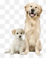 Pet Food Supply Store - Top Dogs Boutique In Kennesaw Labrador Og Golden Retriever png