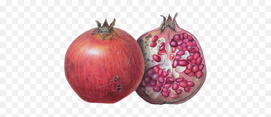 Art Transparent Pomegranates Fruit Pax - Caelestis U2022 Margaret Ann Eden Png,Pomegranate Transparent