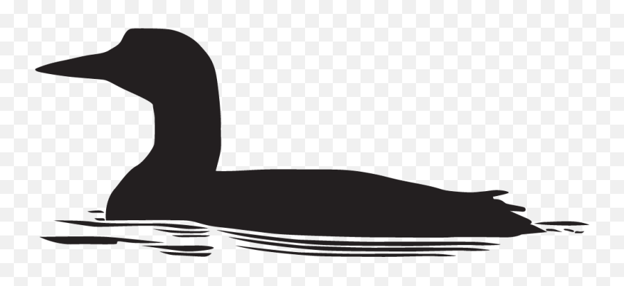 Common Loon Overview All About Birds Cornell Lab Of - Loon Tattoo Simple Png,Lune Case Icon