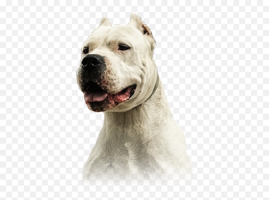 Dogo Argentino - De Ultimo Corredor Hd Dog Dogo Argentino Png,Dog Face Png