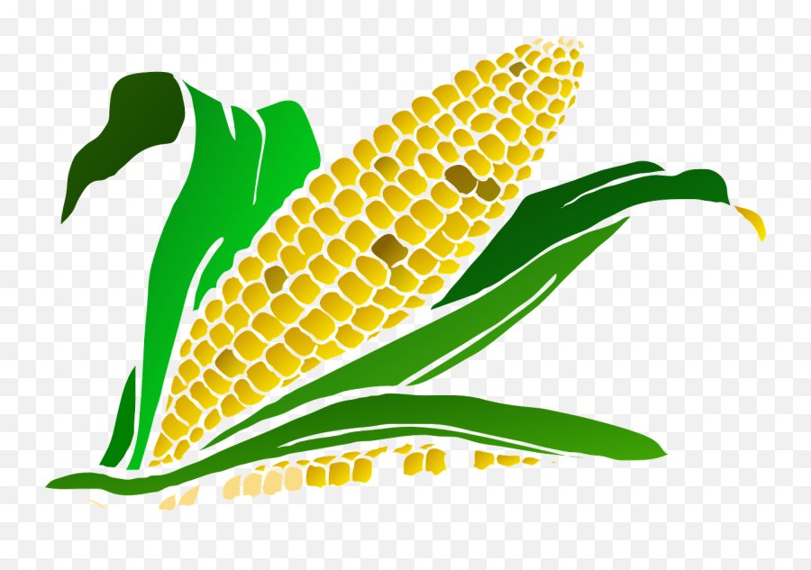 Library Of Fall Pumpkin And Corn - Maize Plant Png,Corn Clipart Png