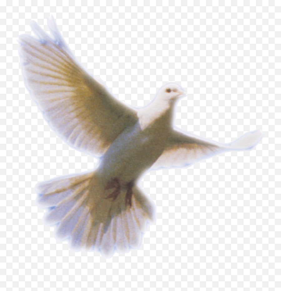 Transparent Png Pictures Free Icons - Doves For Funeral Programs,Dove Transparent