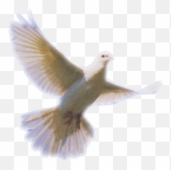 Transparent Png Pictures Free Icons - Doves For Funeral Programs,Dove Transparent