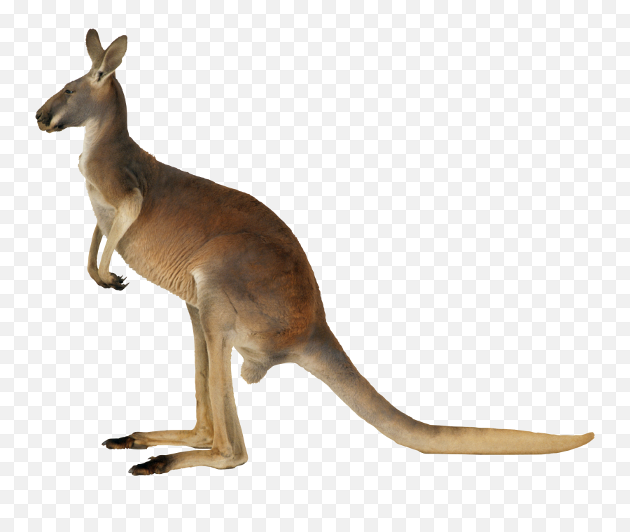 Download Kangaroo Png Image - Kangaroo Png,Kangaroo Transparent Background