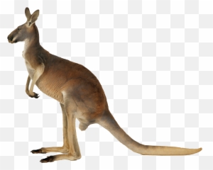 Download Kangaroo Png Image - Kangaroo Png,Kangaroo Transparent Background