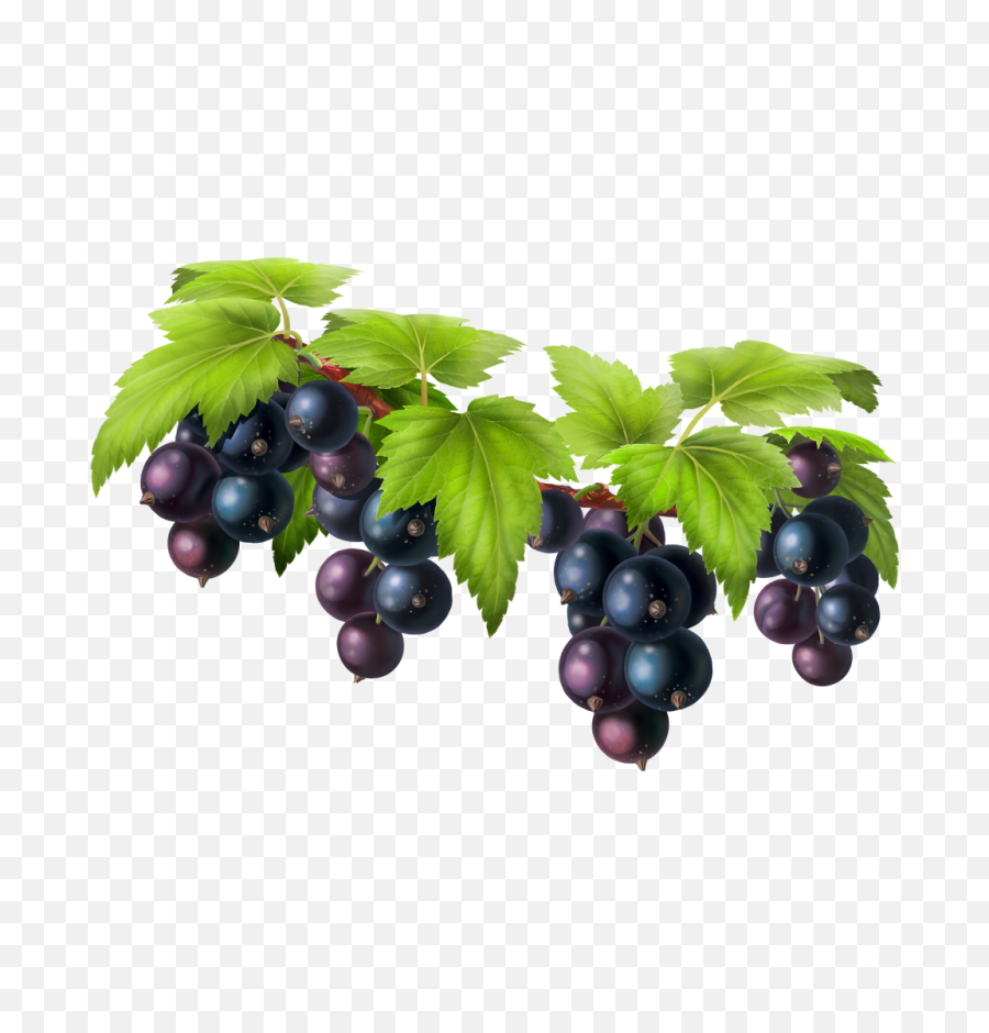 Hd Black Grapes Png Image Free Download - Currant,Grapes Png