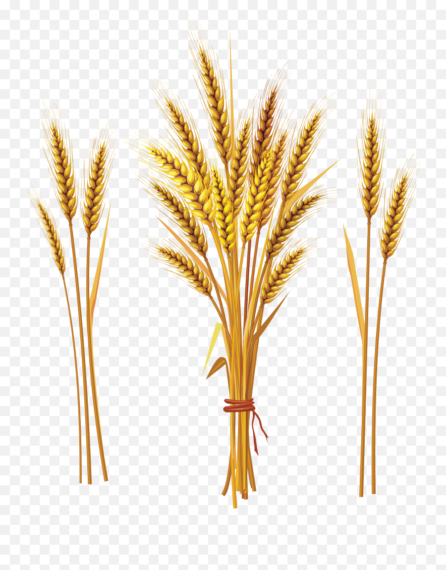 Download Free Png Background - Wheattransparent Dlpngcom Wheat Spike,Wheat Transparent Background