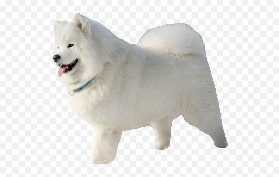 Samoyed Png - Transparent Samoyed Png,Dog With Transparent Background