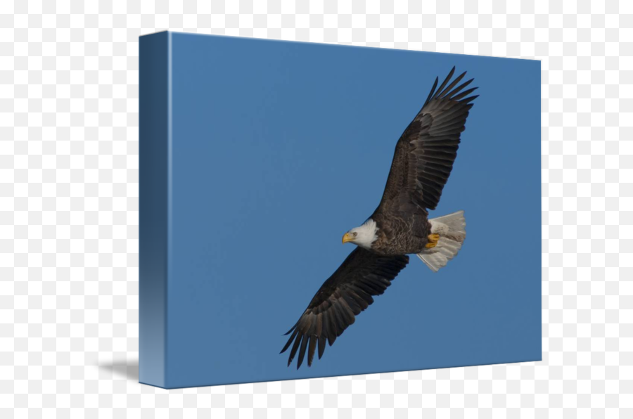 Soaring Eagle By Larry Bohlin - Bald Eagle Png,Soaring Eagle Png