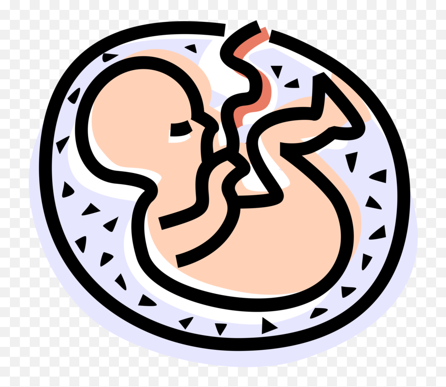 Vector Illustration Of Fetus Prenatal - Fetus Png,Fetus Png