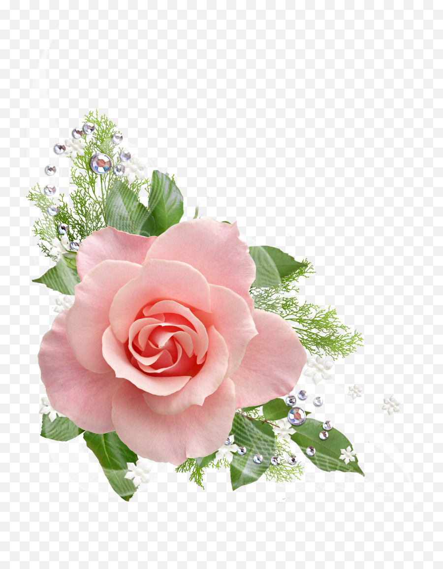 Pink Rose Png Picture - Pink Rose Flower Png,Pink Roses Png