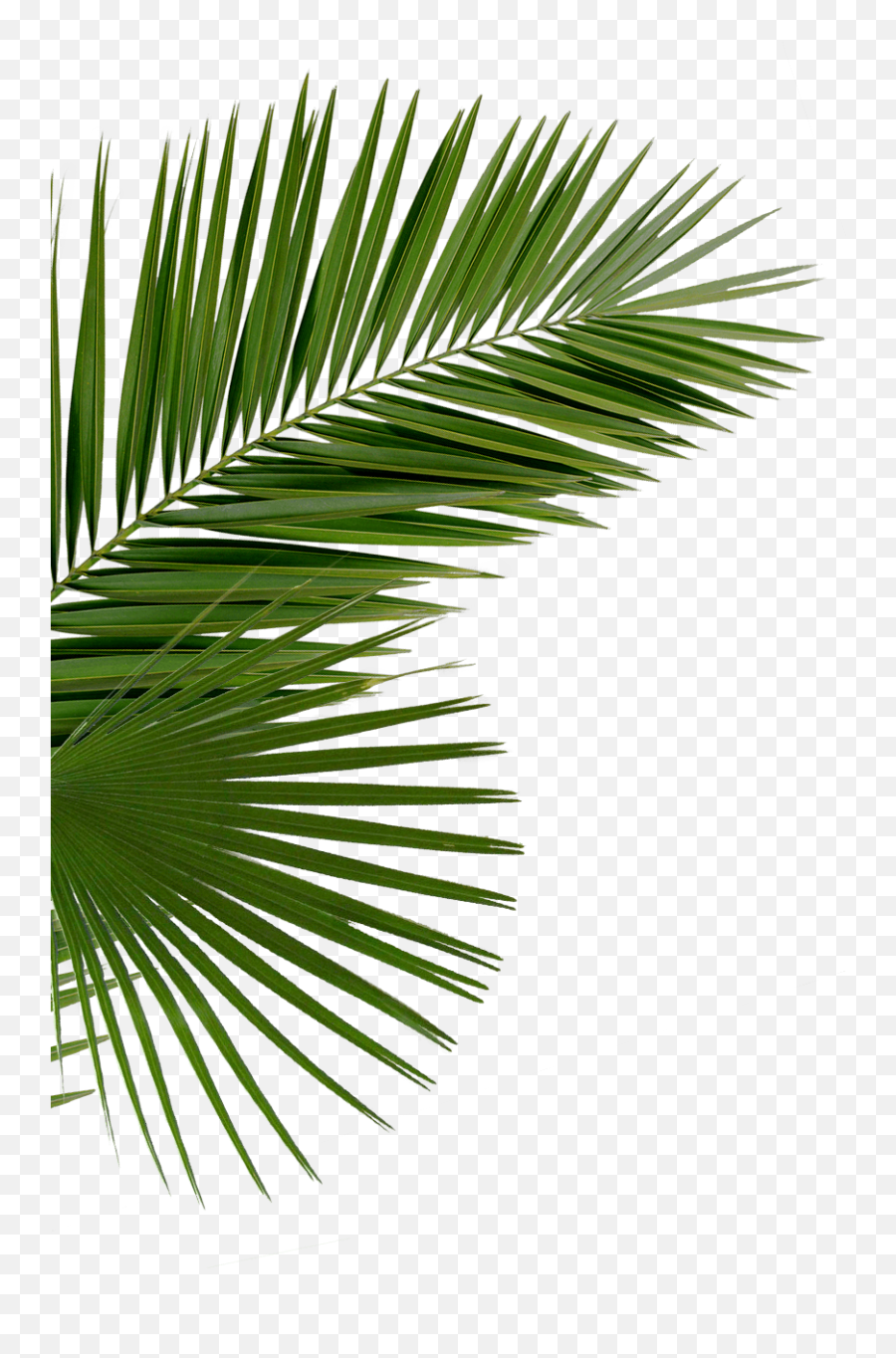 Download Free Png Palms Images - Palm Leaf Png,Palms Png