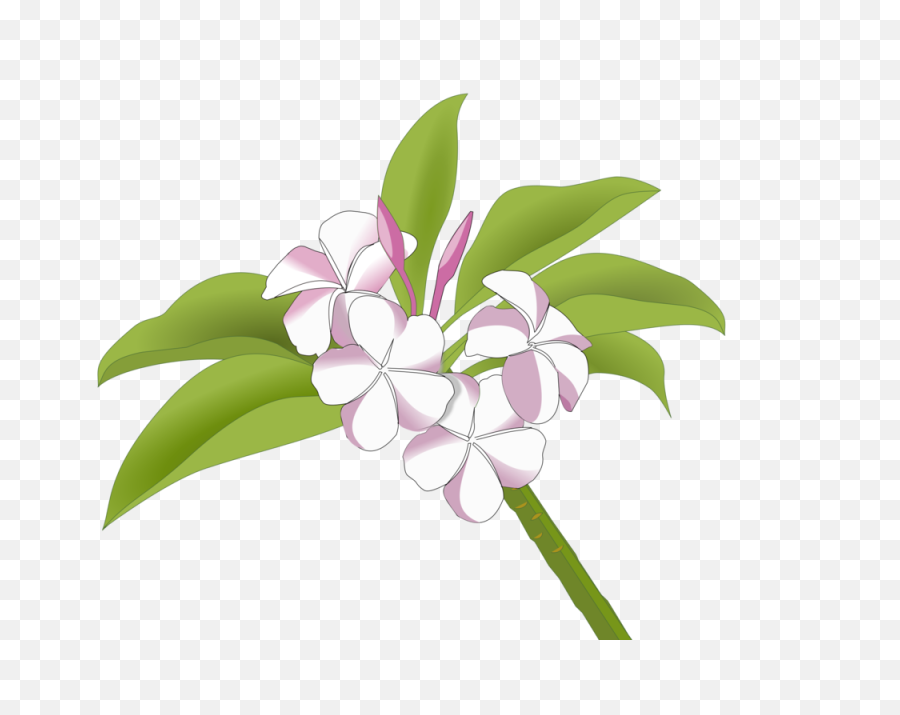 Plumeria Flower Png - Bunga Kamboja Logo,Plumeria Flower Png