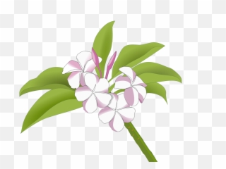 Plumeria Flower Png - Bunga Kamboja Logo,Plumeria Flower Png