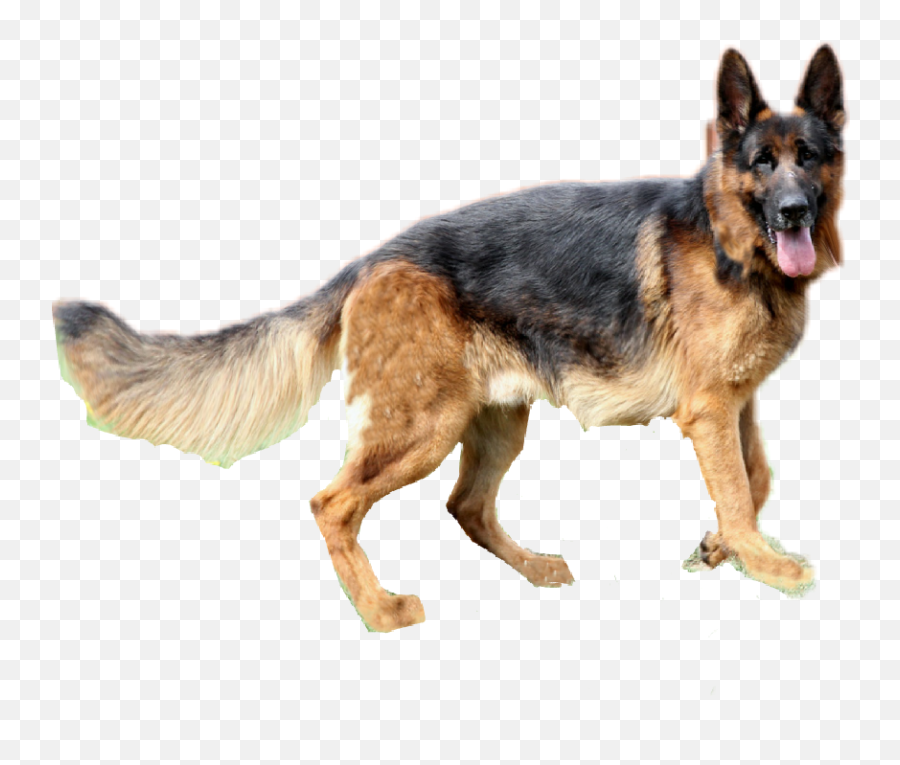 German Shepherd Pngs Transparent Png - Draw German Shepherd Dog,German Shepherd Png