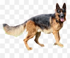 German Shepherd Pngs Transparent Png - Draw German Shepherd Dog,German Shepherd Png