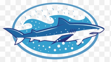 Bottlenose Dolphin Photo Background Transparent Png Images - Clip Art,Dolphin Transparent