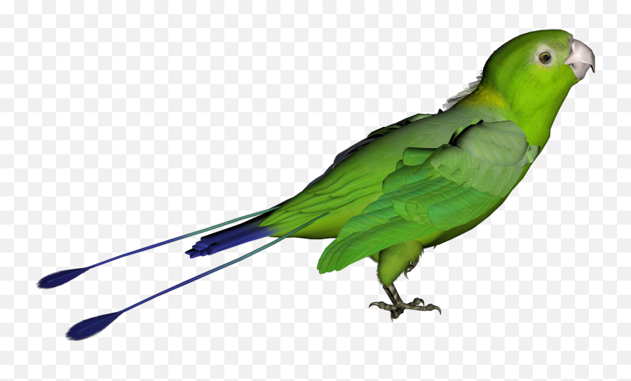 Download - Parrotpngclipart Free Transparent Png Images Green Bird Transparent Background,Parrot Transparent