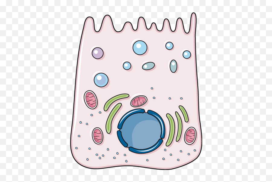 Stomach Wall - Main Cell Stomach Wall Servier Medical Art Clip Art Png,Stomach Png