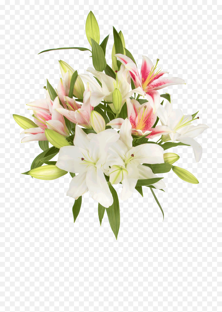 Download Img - Pink And White Lilies Hd Png Download Uokplrs Bouquet,White Lily Png