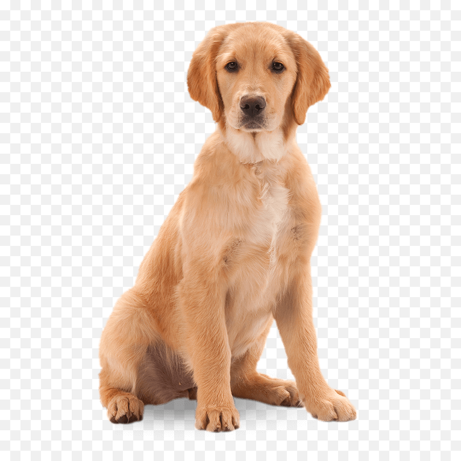 Harringtons Dog - Wet Dog Transparent Background Full Size Transparent Background Dog Transparent Png,Cute Dog Png