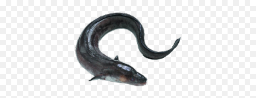 Electric Eel Icon - Roblox Conger Eel Png,Eel Png