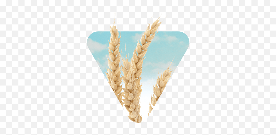 Wheat For All Growing Conditions U0026 End - Uses Canterra Seeds Spelt Png,Wheat Png