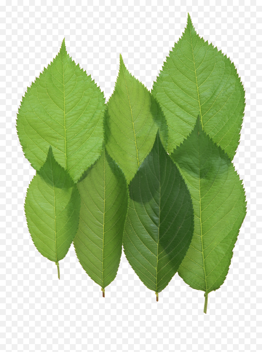 Download Green Leaves Png Image For Free - Walnut Leaves Png,Green Leaf Png