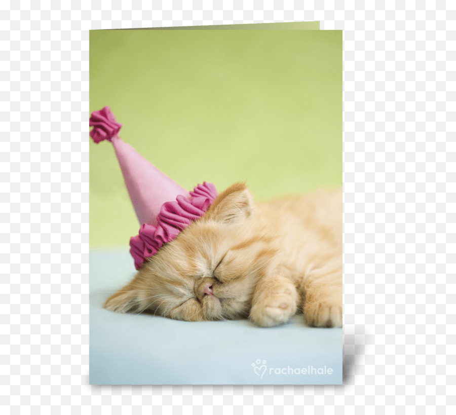 Happy Birthday Kitten In Party Hat - Happy Birthday Kitten Png,Happy Birthday Hat Png