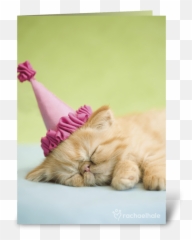 Happy Birthday Kitten In Party Hat - Happy Birthday Kitten Png,Happy Birthday Hat Png