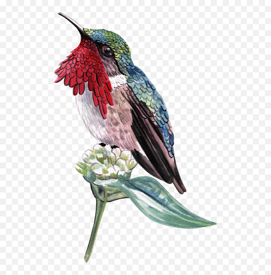 Download Hd Aves - Parrot Png,Hummingbird Png