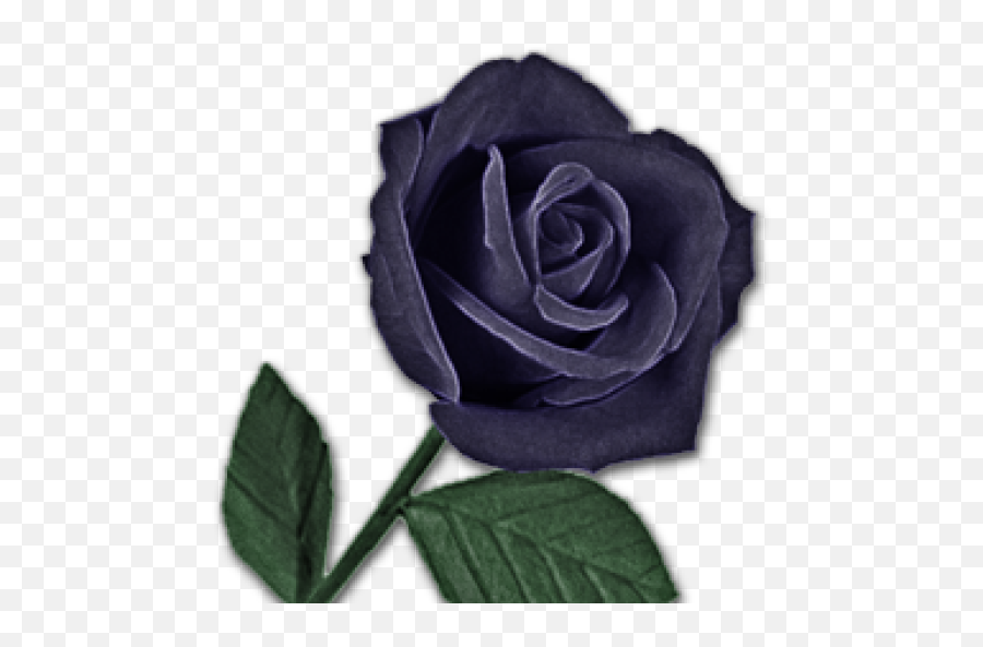 Contact My Black Rose - Transparent Purple Black Rose Png,Black Roses Png