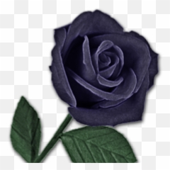 Contact My Black Rose - Transparent Purple png