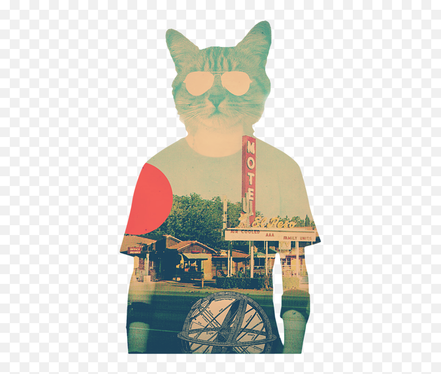 Cool Cat T - Shirt Poster Png,Cool Cat Png